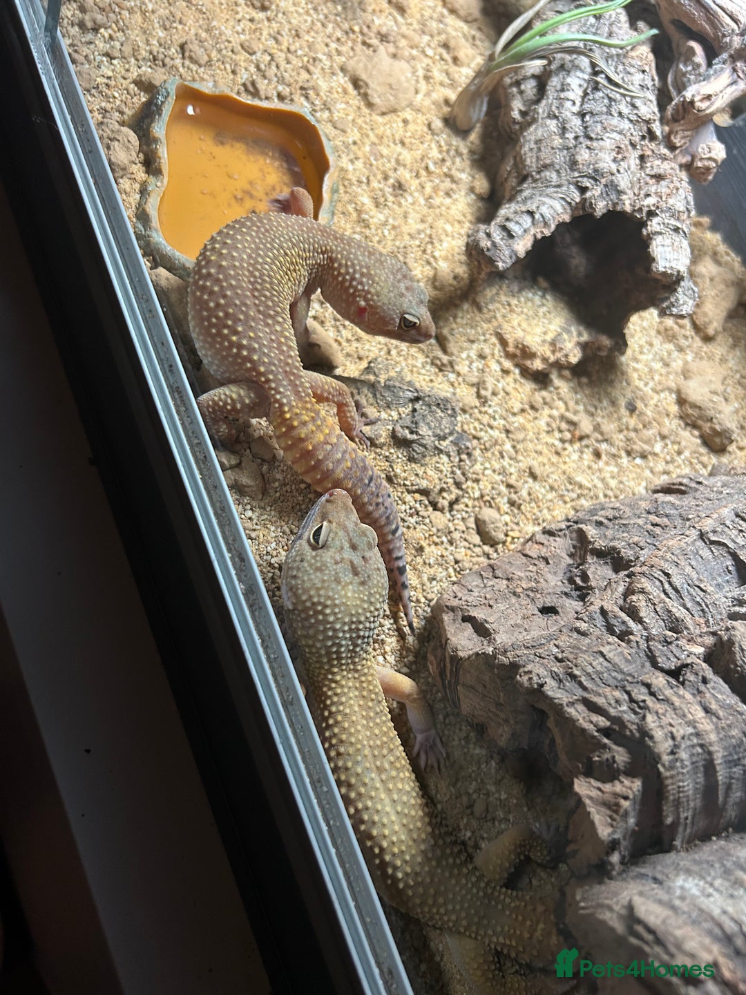 Leopard Gecko reptiles for sale: 2 leopard geckos with setup, 1f 1m - Advert 6