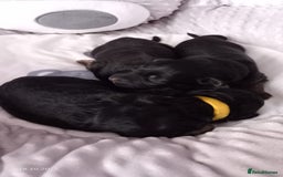 German Shepherd dogs for sale: Excellent Long-Haired German Shepherd Puppies. KC. - Image 27