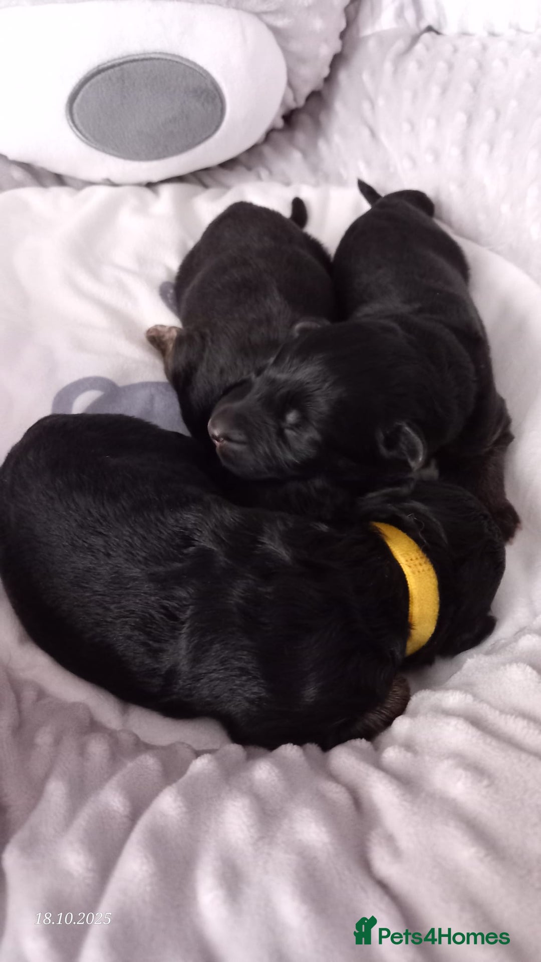 German Shepherd dogs for sale: Excellent Long-Haired German Shepherd Puppies. KC. - Image 27