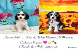 Miniature Poodle dogs for sale: ⭐️F2B Hypoallergenic DNA CLEAR Red Mini Cockapoos in Torquay - Image 5