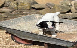 Goats livestock for sale: Pygmy and Pygmy cross bore babies - Image 10