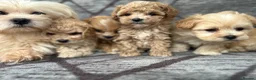 Maltipoo dogs for sale: Toy maltipoo Ready to leave soon in Dagenham - Advert 1