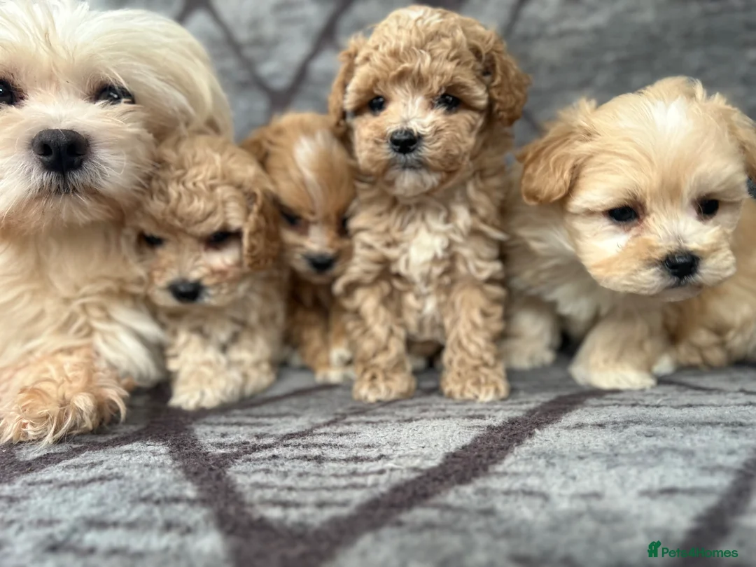 Maltipoo dogs for sale: Toy maltipoo Ready to leave soon in Dagenham - Advert 1