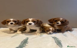 Cavalier King Charles Spaniel dogs for sale: King Charles Cavalier - Image 4