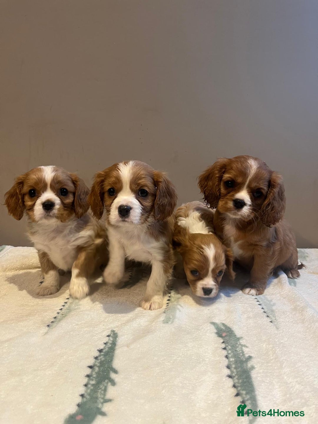 Cavalier King Charles Spaniel dogs for sale: King Charles Cavalier - Image 4