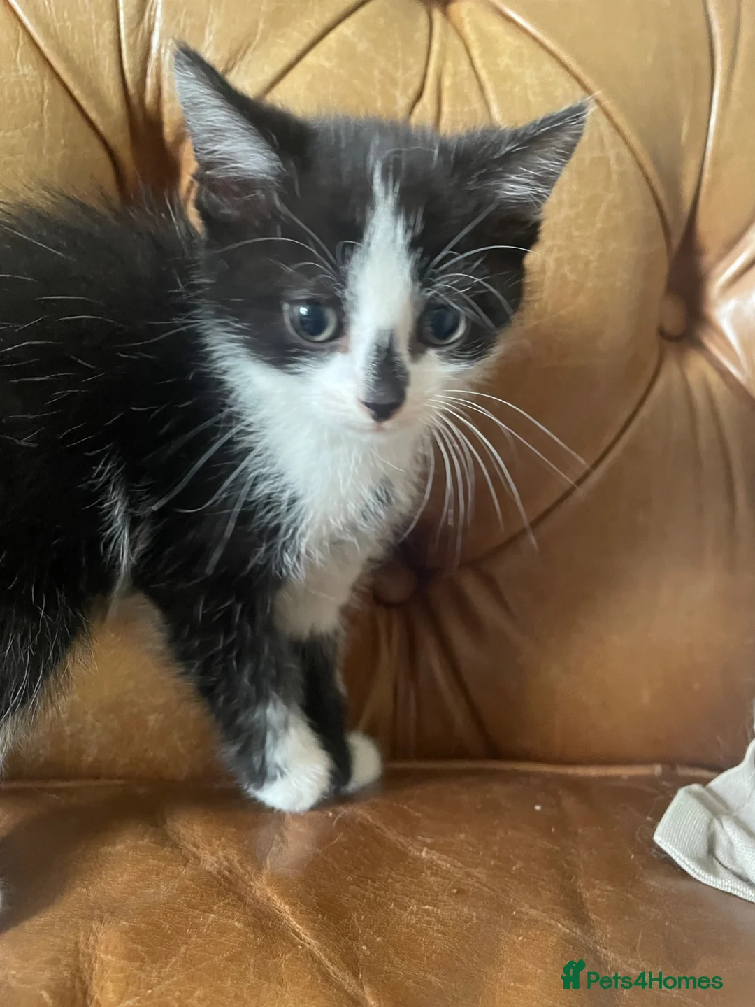 Mixed Breed cats for sale: Beautiful Maine Coon Mix Kittens  - Advert 8