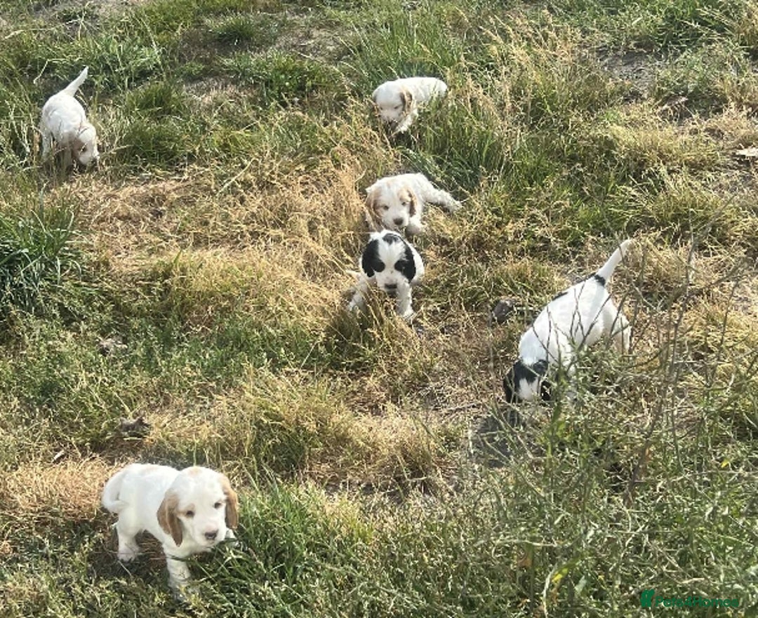 Cocker Spaniel dogs for sale: Pedigree KC show Cockers ready now  - Image 10