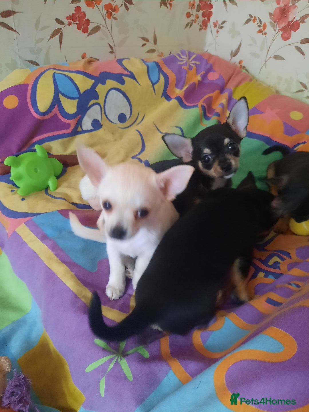 Chihuahua dogs for sale: Lovely chihuahua puppies! - Image 10