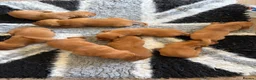 Labrador Retriever dogs for sale: Beautiful KC Reg Dark Fox Red Labrador Puppies - Advert 12