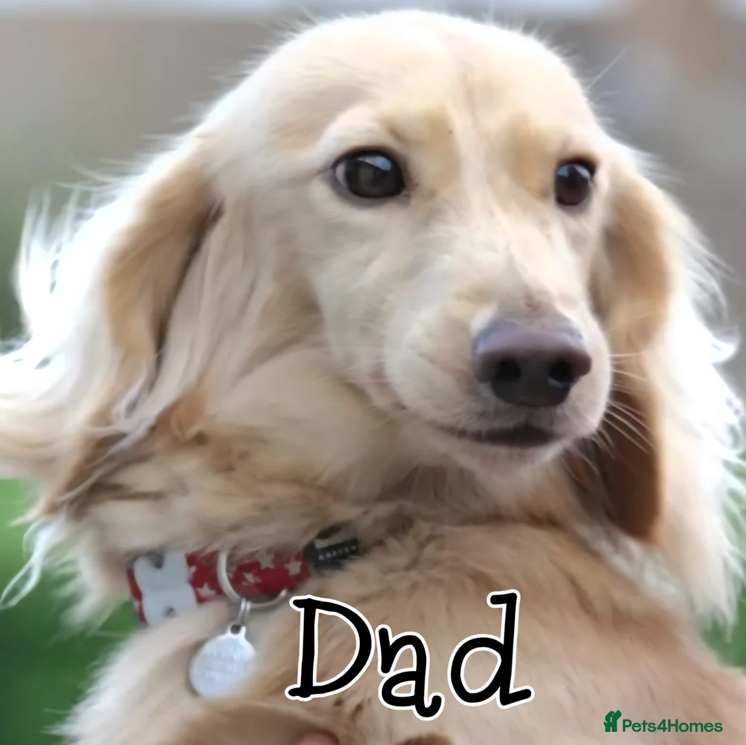 Miniature Dachshund dogs for sale: Cream dachshund  - Advert 3