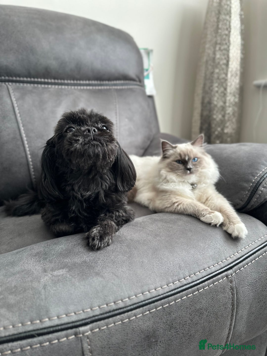 Shih Tzu dogs for sale: Shih Tzu 10 years old dog needing to be rehomed!!  - Advert 2