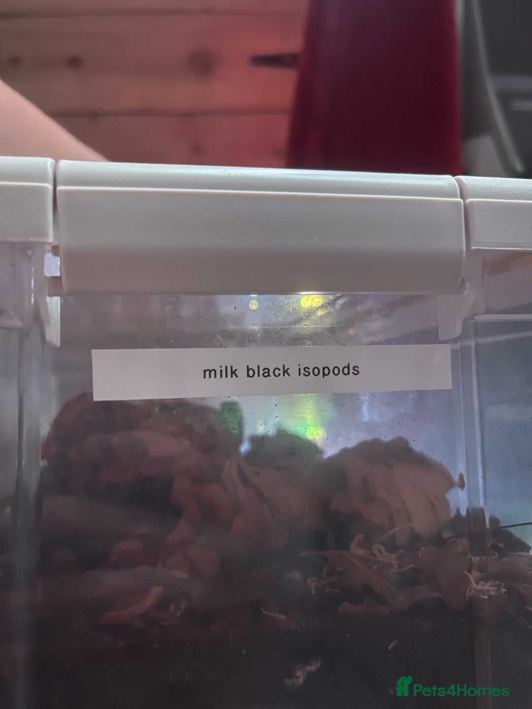 Millipedes invertebrates for sale: Millipedes , iso pods ,snails  - Image 2