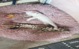 Turkish Angora cats for sale: Turkish angora cross Bengal  - Image 8