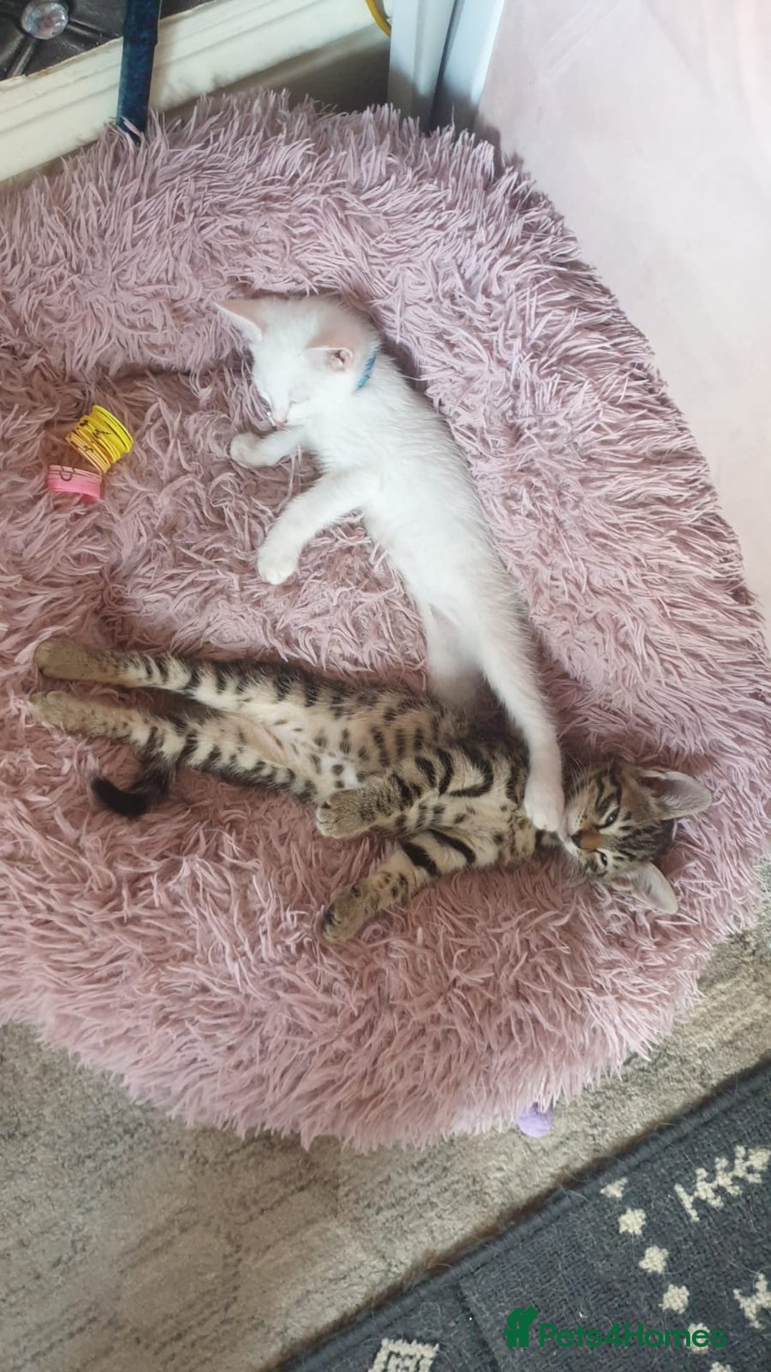 Turkish Angora cats for sale: Turkish angora cross Bengal  - Image 8