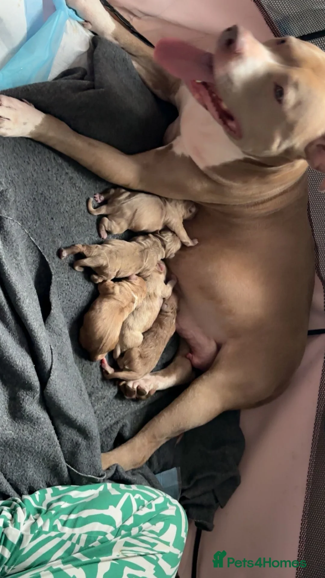 American Bully dogs for sale: American bull terrier  ** tiff in Birmingham - Advert 6