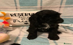 Cockapoo dogs for sale: 🐶*READY NOW*🐶  Stunning show type F1 Cockapoos  - Image 1