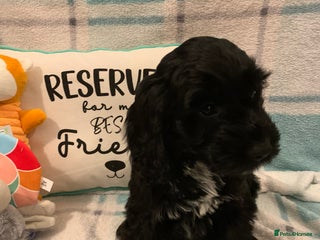 Cockapoo dogs - Advert 3