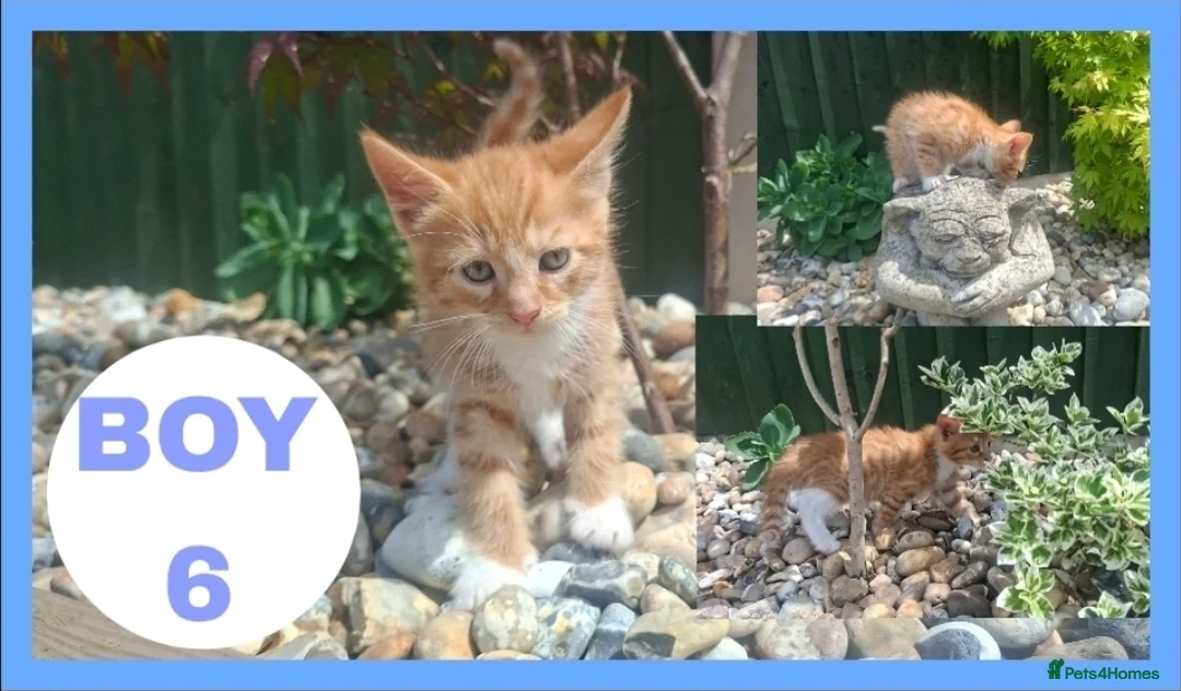 Mixed Breed cats for sale: Stunning kittens for sale! - Advert 1