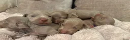 Weimaraner dogs for sale: 7 Weimaraner pups for sale ! in Hessle - Advert 19