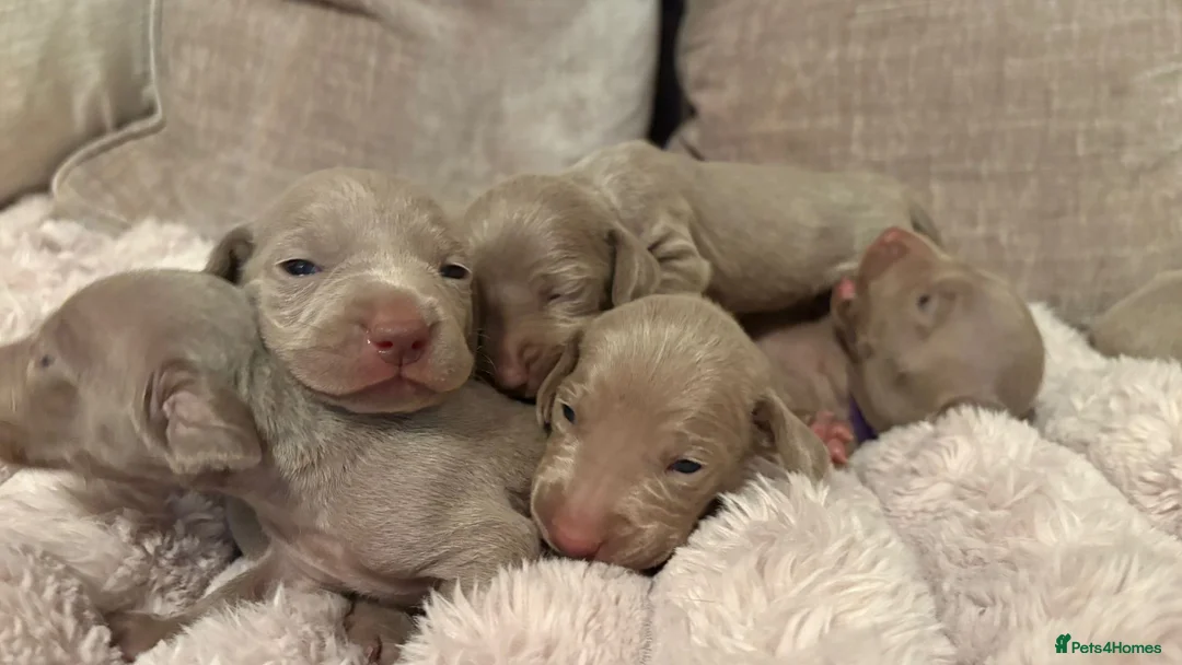 Weimaraner dogs for sale: 7 Weimaraner pups for sale ! in Hessle - Advert 19