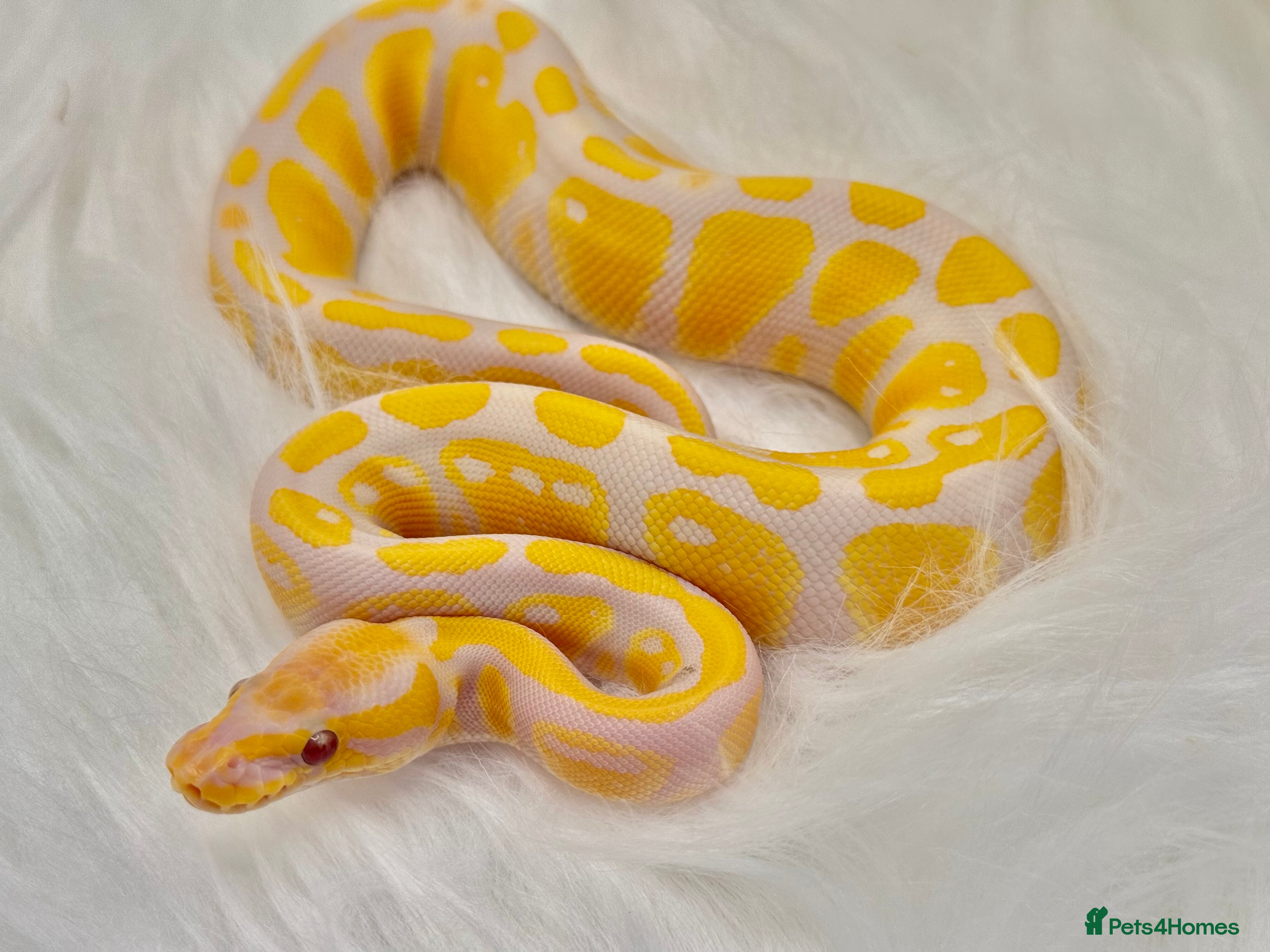 Python Snake reptiles Male Royal Ball Python - Advert 4