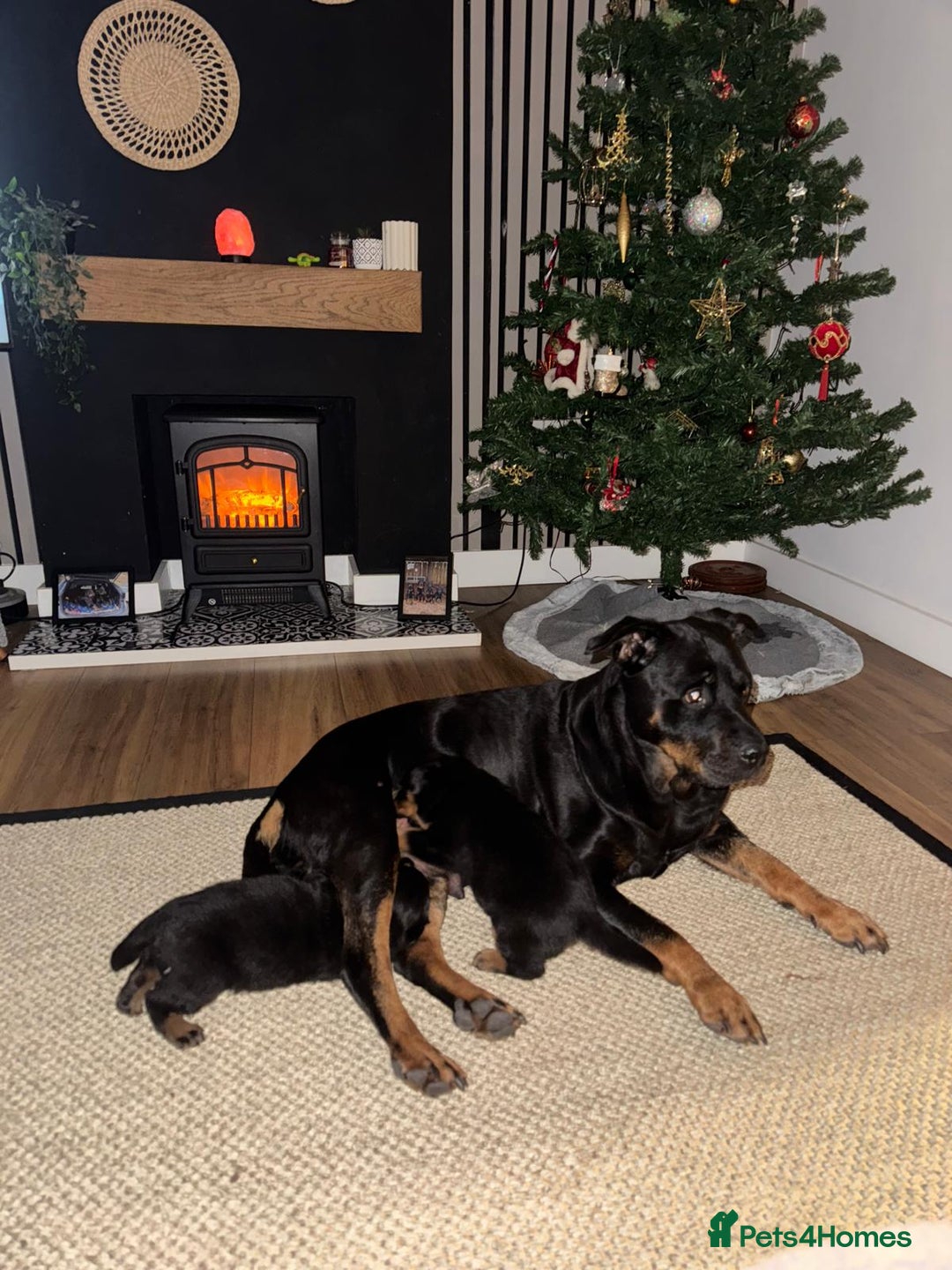 Rottweiler dogs for sale: 2 Beautiful Chunky Rottie pups - Advert 1