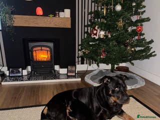 Rottweiler dogs 2 Beautiful Chunky Rottie pups - Advert 1