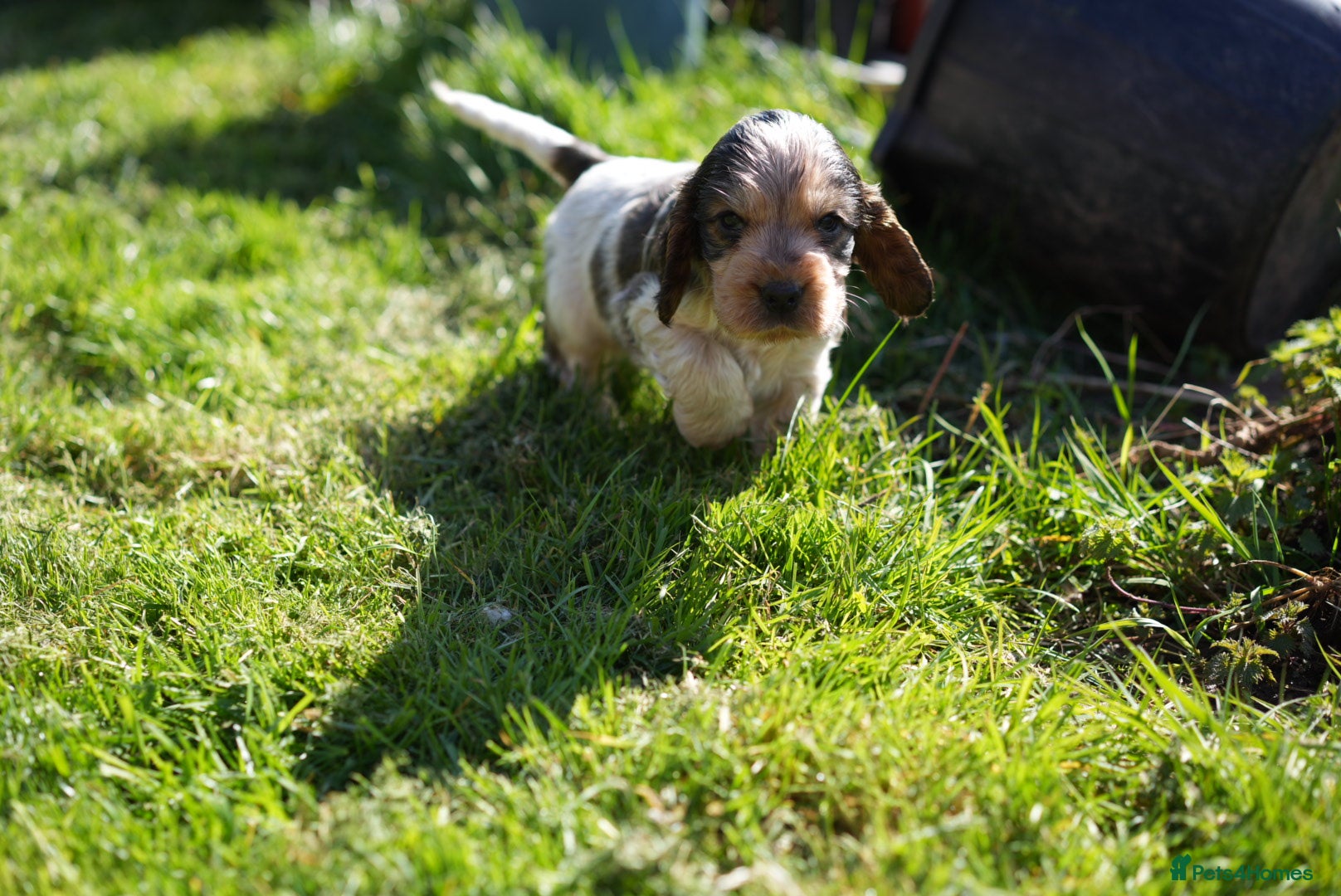 Cocker Spaniel dogs Health tested pure show cocker spaniels  - Advert 1