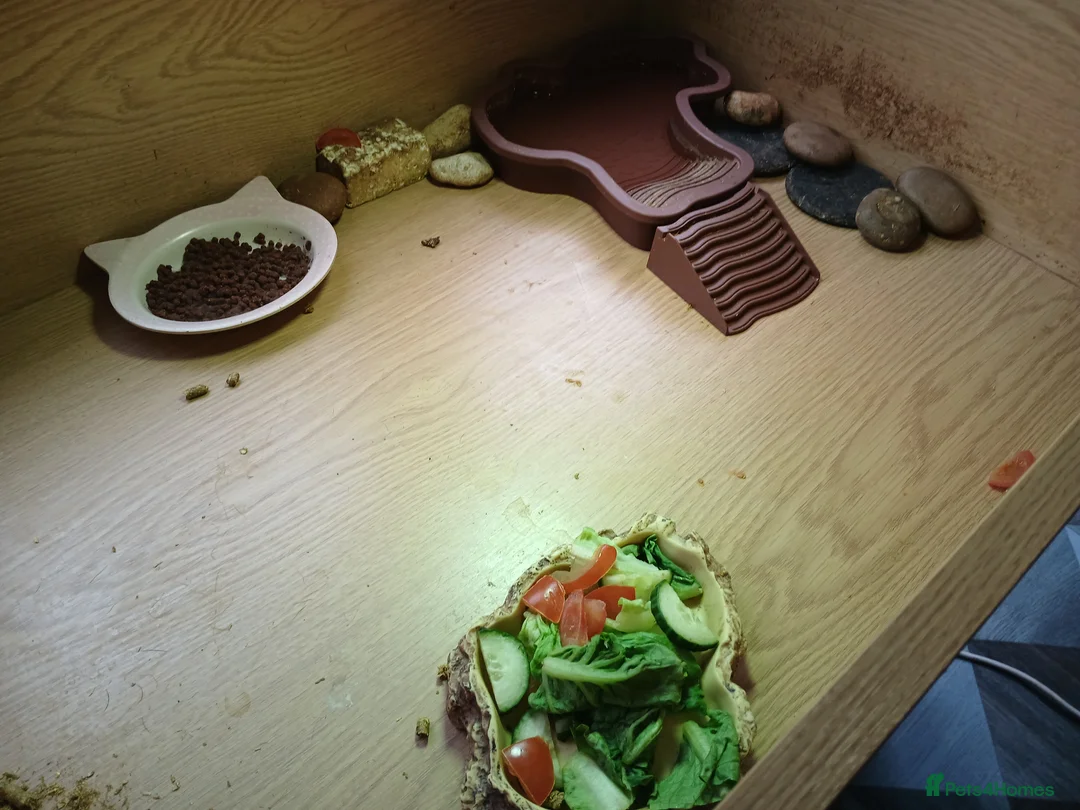 Tortoise reptiles for sale: 2 lovely tourtoises forsale - Advert 4