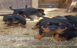 Rottweiler dogs for sale: Rottweiler pups for sale ready 8th oct pedigree   - Image 3
