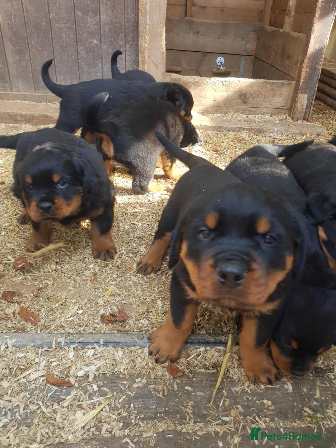 Rottweiler dogs for sale: Rottweiler pups for sale ready 8th oct pedigree   - Image 3