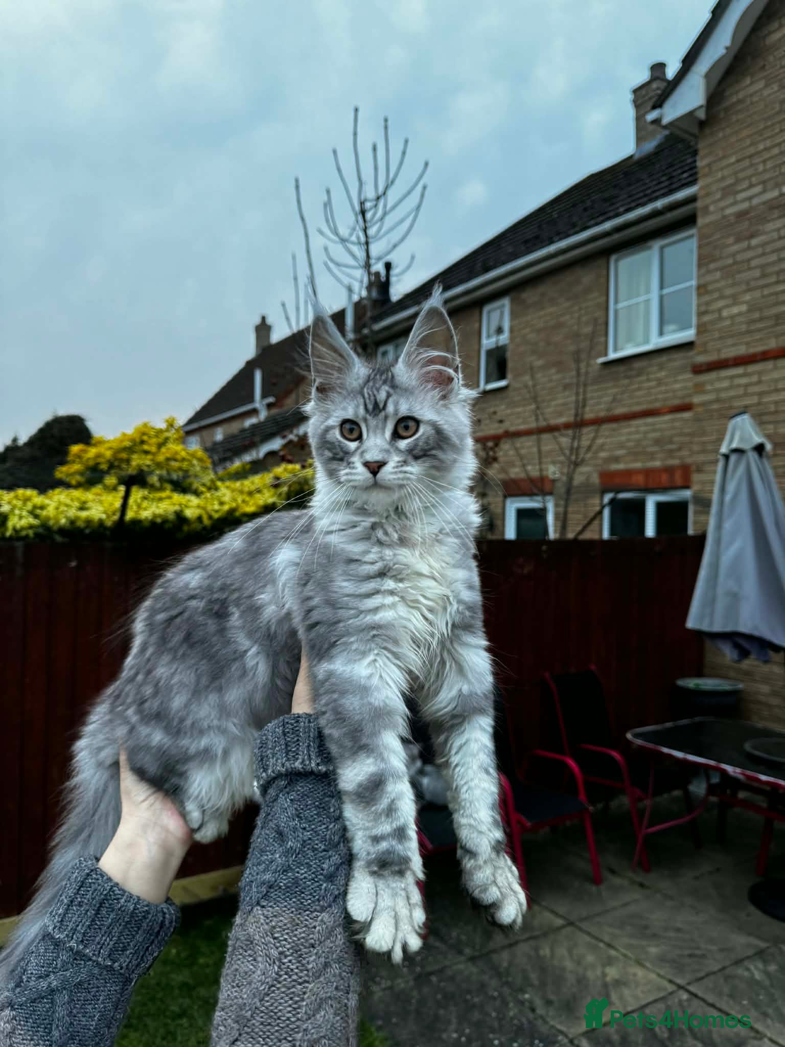 Maine Coon cats 6 STUNNING PEDIGREE TICA REG MAINE COON KITTENS - Advert 1