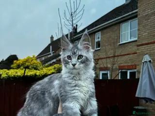 Maine Coon cats 6 STUNNING PEDIGREE TICA REG MAINE COON KITTENS - Advert 1