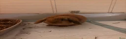 Mini Lop rabbits for sale: Male and female mini lop - Advert 2