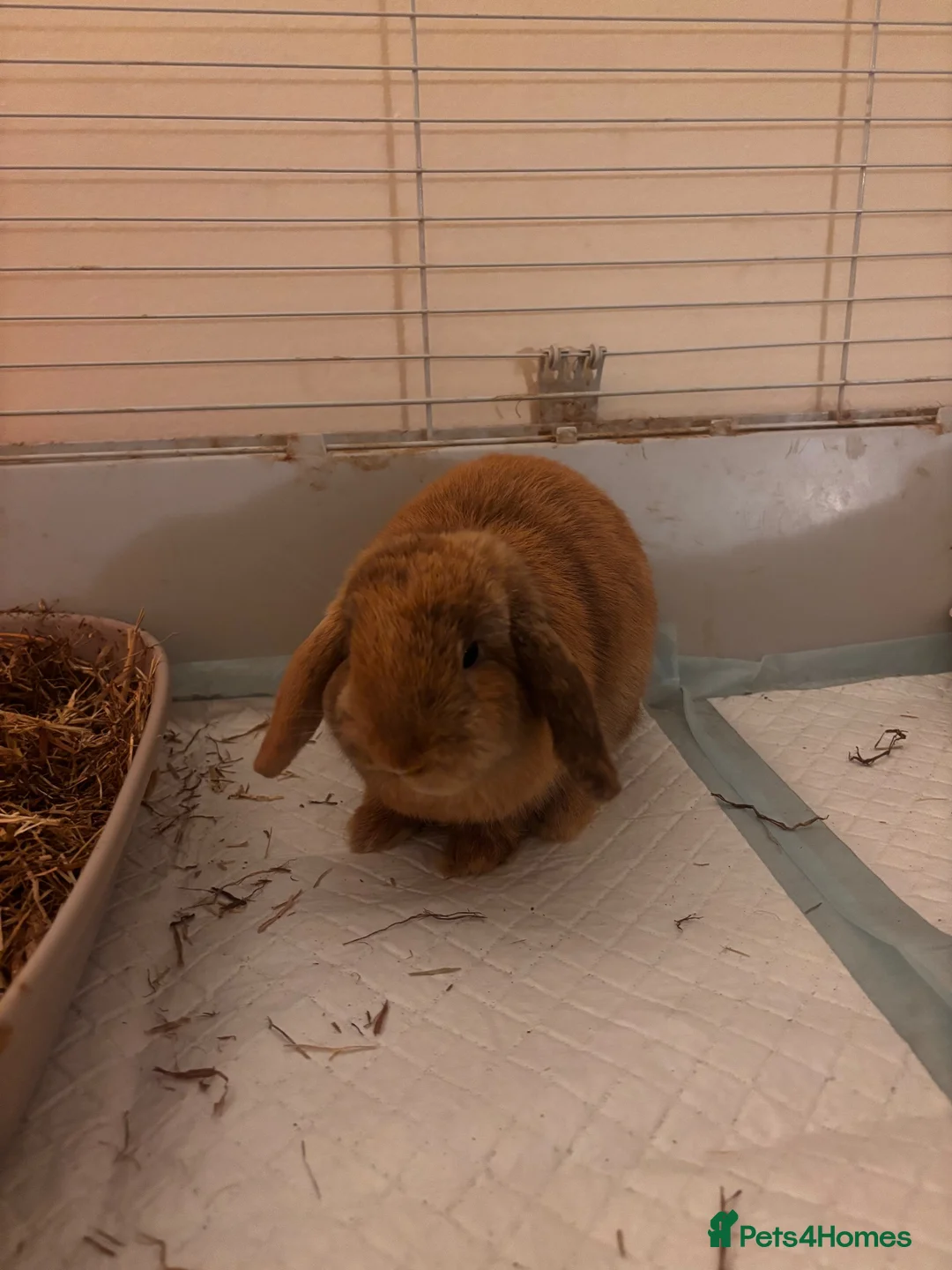 Mini Lop rabbits for sale: Male and female mini lop - Advert 2