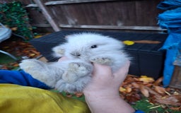 Lionhead rabbits for sale: Baby bunnies - Advert 5