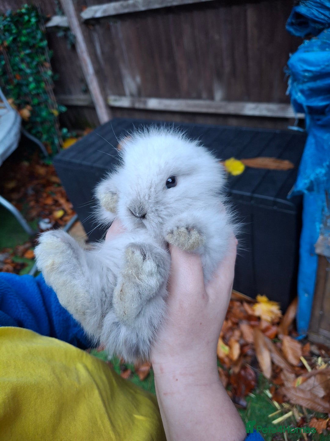 Lionhead rabbits for sale: Baby bunnies - Advert 5