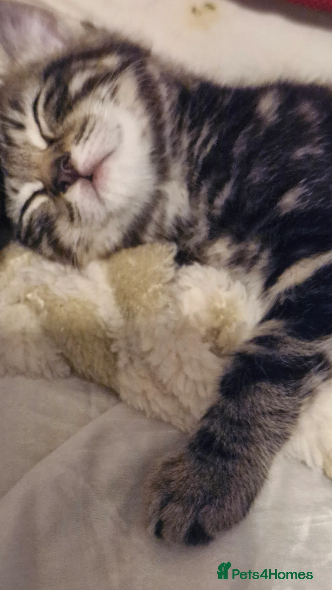 Bengal cats for sale: Sweet male kitten looking for a loving home in London - Advert 2