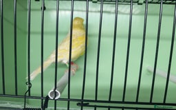 Canaries birds for sale: Canaries  - Image 35