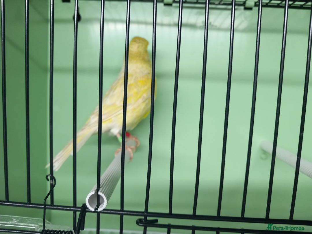 Canaries birds for sale: Canaries  - Image 35