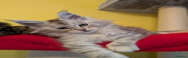 Maine Coon Kitten 4