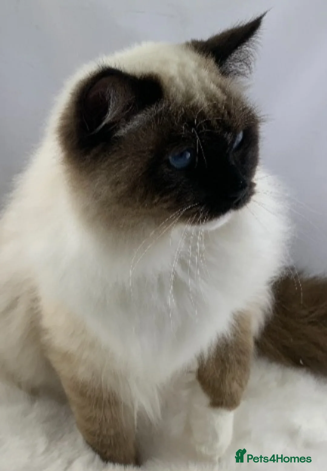 Ragdoll cats for sale: Tica reg seal mitted ragdoll imperial and gc lines in Birkenhead - Advert 19