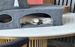 British Shorthair cats for sale: British shorthair kitten champion bloodline - Image 4