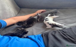 Mixed Breed cats for sale: Kittens 2 tabby 1 white tabby 1 grey tabby  - Image 5