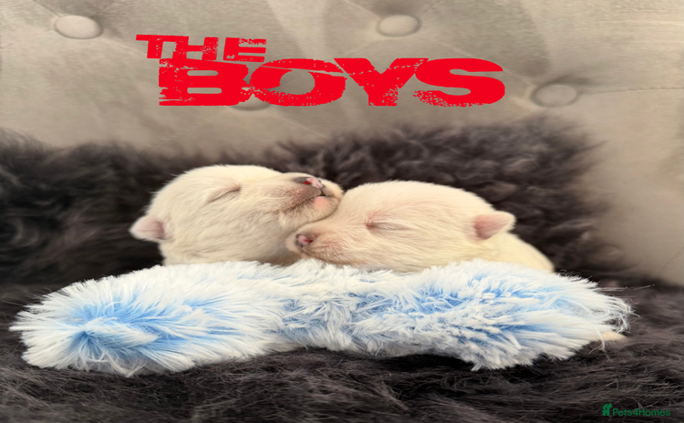 West Highland Terrier dogs KC West Highland Terriers 🧬 Health Tested Parents - Advert 1