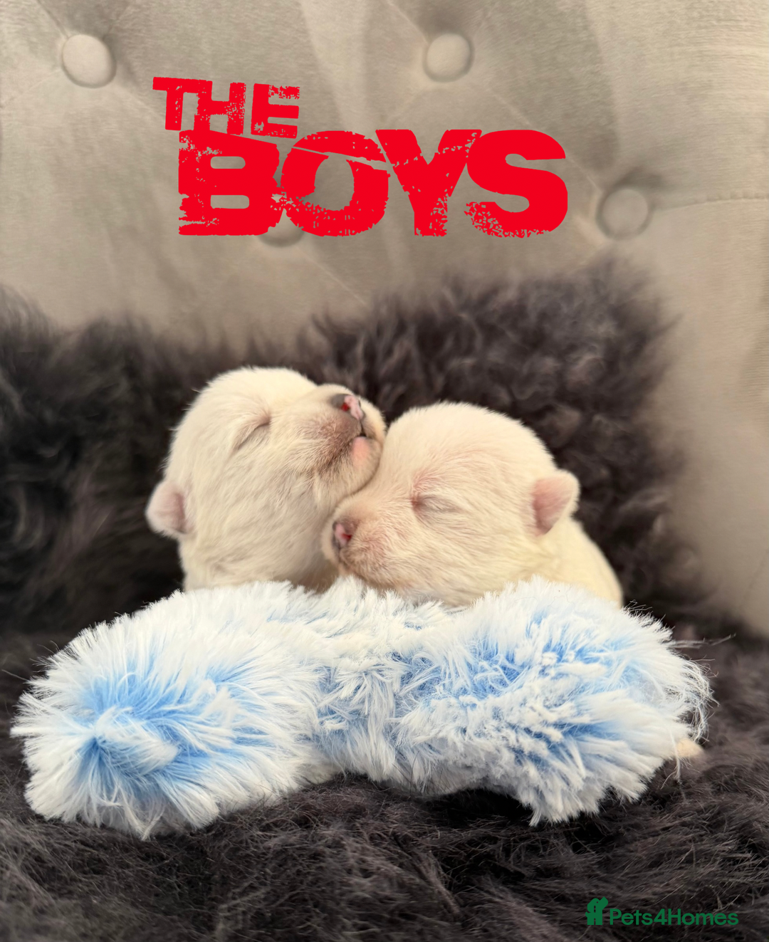 West Highland Terrier dogs for sale: KC West Highland Terriers 🧬 Health Tested Parents - Advert 1