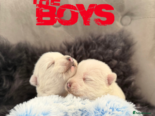 West Highland Terrier dogs KC West Highland Terriers 🧬 Health Tested Parents - Advert 3