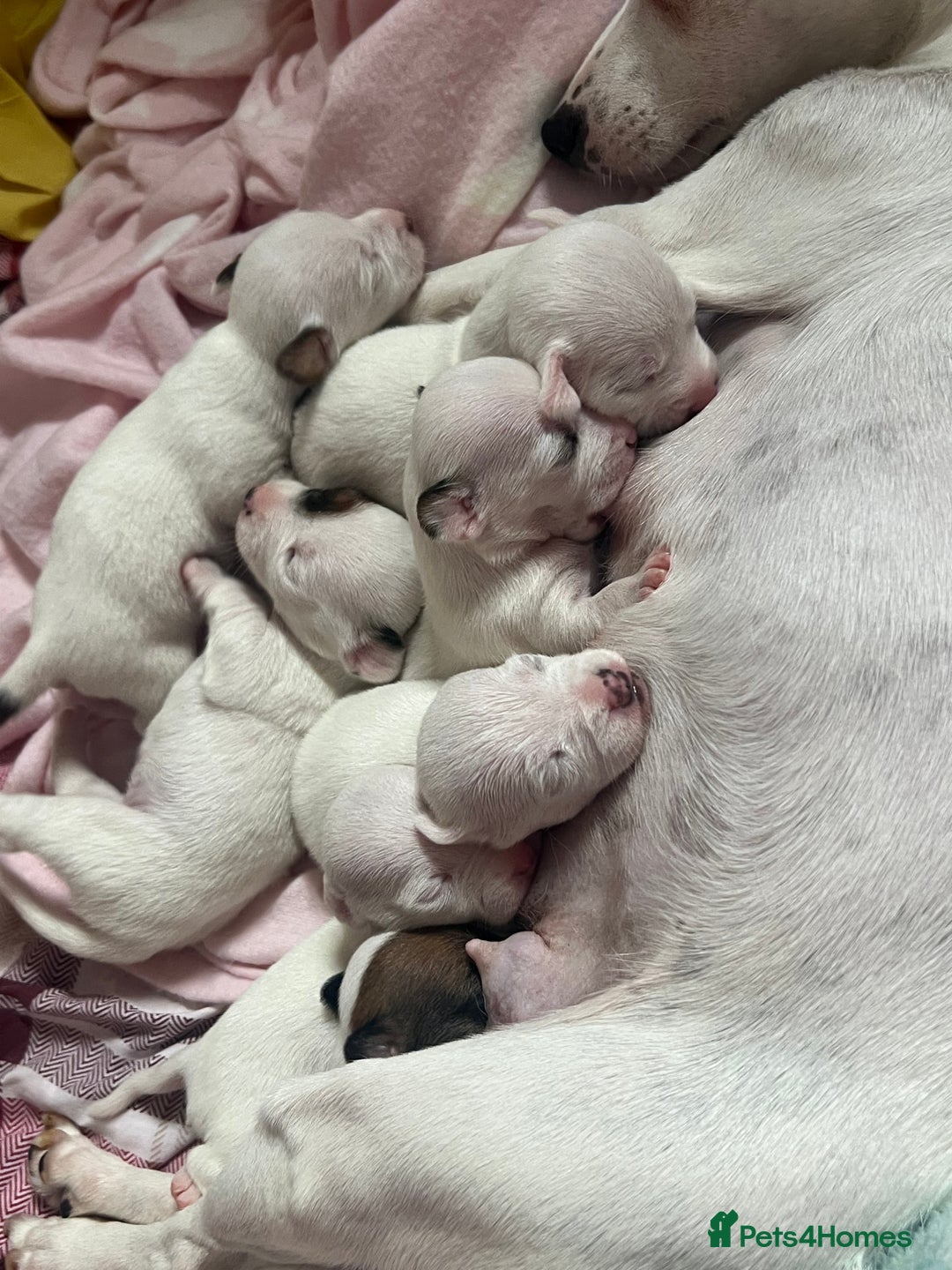 Jack Russell dogs for sale: Stunning Miniature Jack Russell Puppies!!! - Image 40