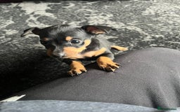 Miniature Pinscher dogs for sale: KC Miniature Pinscher puppies - Image 1