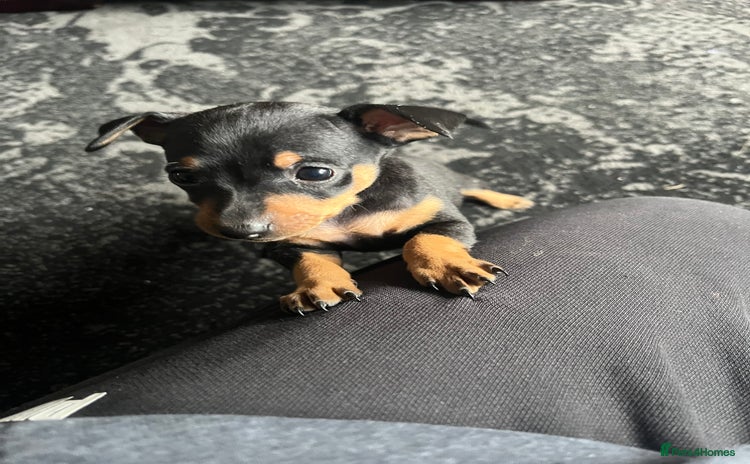 Miniature Pinscher dogs - Advert 1